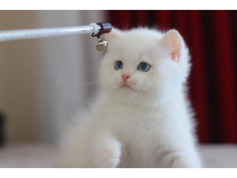 Safkan british shorthair golden point ve blue golden