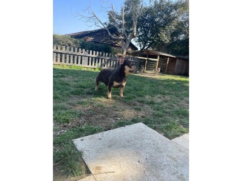 French bulldog coco tan