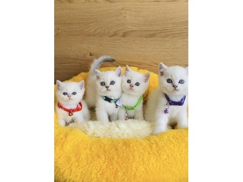 Show kalite maviş point british shorthair bebekleirm 