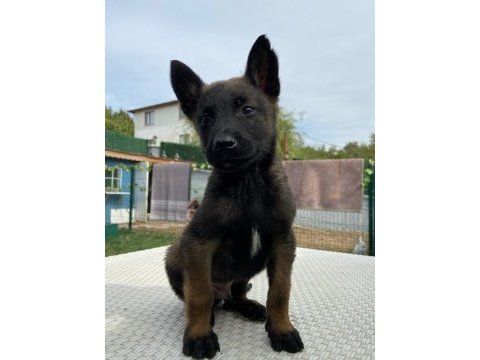 Belçika kurdu diğer adıyla malinois