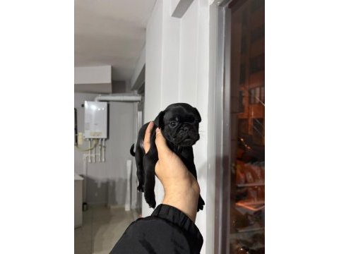 Gül kuyruk sıfır burun pug köpekler