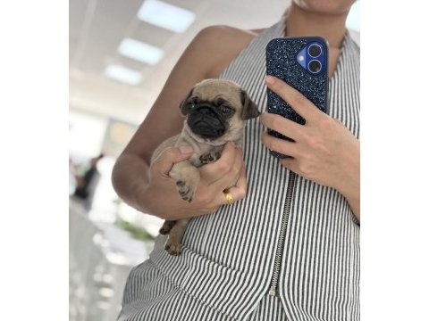 Pug prensesler