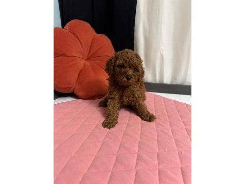 Toy poodle yavruları erkek