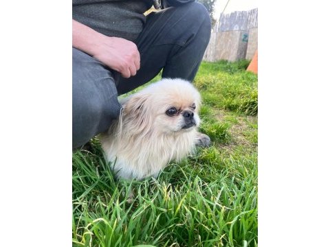 5 yasında beyaz pekingese yeni yuvasını arıyor
