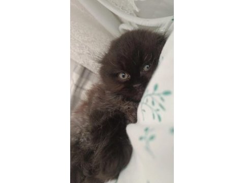 14 ocak doğumlu sağlıklı eğitimli scottish fold kediler