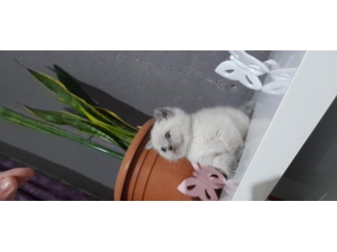 British longhair yavru