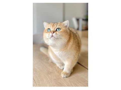 Golden british shorthair yavrular