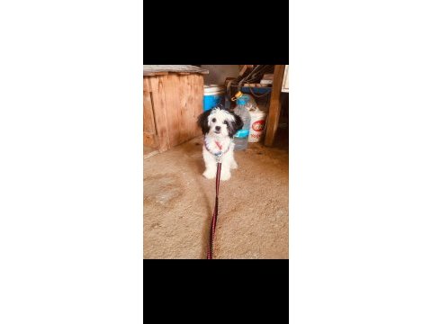 Sahiplendirilmeye hazır 40 günlük 2 erkek 1 dişi shih tzu