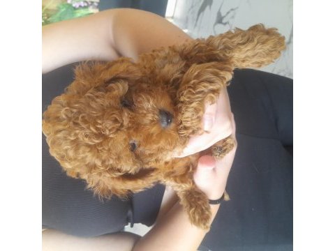 Efsane toy poodle yavrularımız