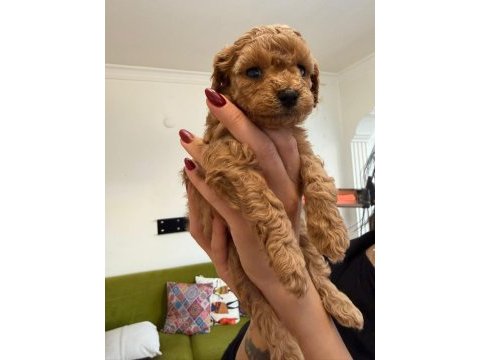 Mini poodle izmir