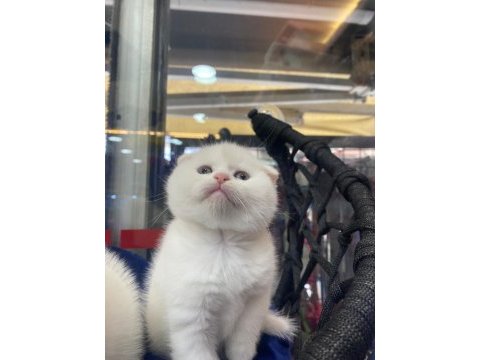 British shorthair yavru kedimiz
