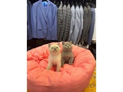 Irk sağlık garantili british shorthair yavrularımız