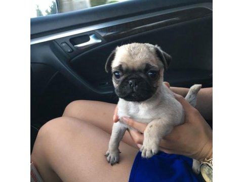 Üst segment güzeler güzeli pug mops