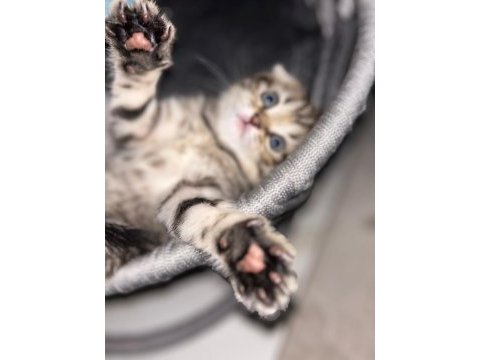 Maviş gözlü oyuncu ve çok akıllı scottish fold