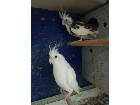 Albino wf takım sultan papağanı yavru