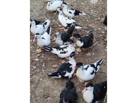 Meraklısına ördekler