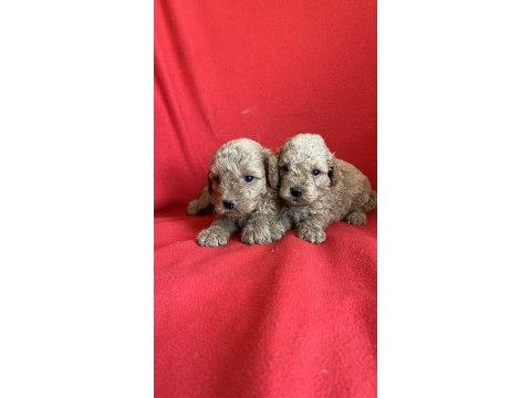 Nadir renkte apricot poodle kıvırcık yavrular