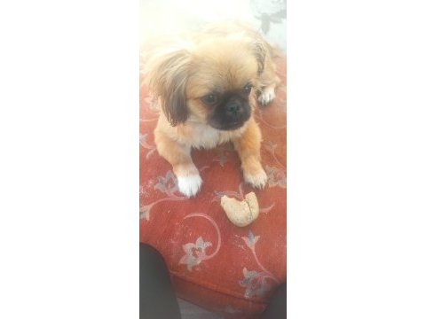 Minik afacan shih tzu yavrumuz