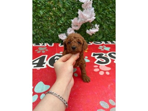 Toy poodle bebekler
