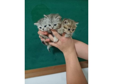 British shorthair yavrular 40 günlükler