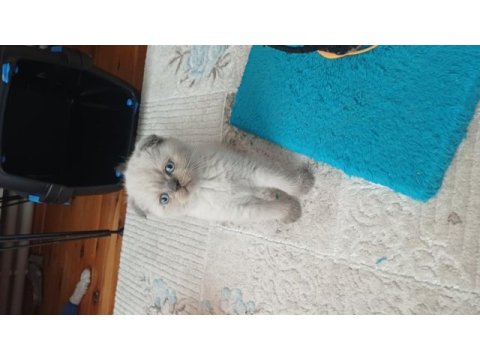 Scottish fold erkek