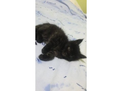 Maine coon black solid dişi ve erkek