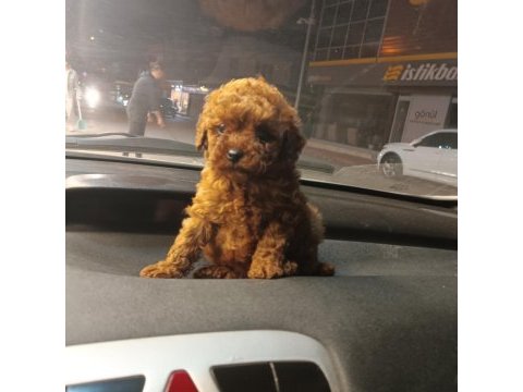 Mikro toy poodle