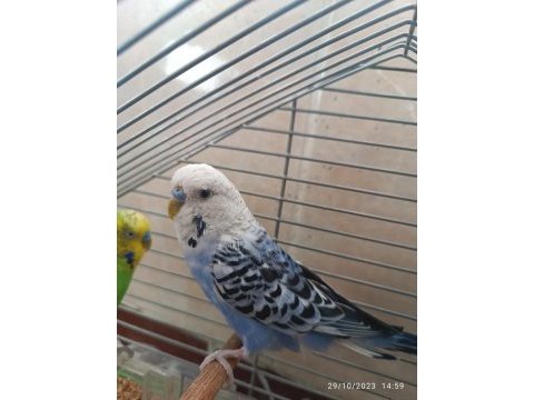 Acil muhabbet kuşu
