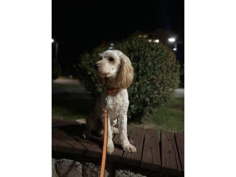 4 yaş ücretsiz cockapoo erkek