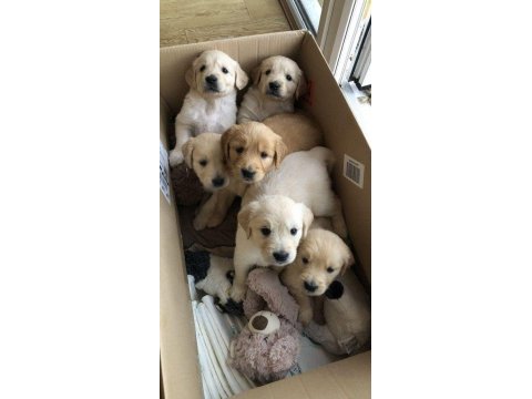 Safkan golden retriever yavrularımız