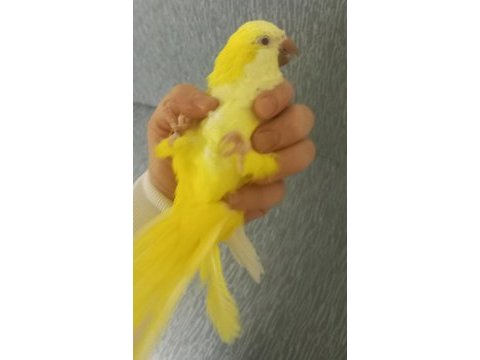 Full evcil monk papağanı çok oyuncudur