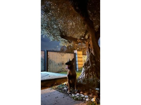 Oğlum tetik eşleştirmeye açık malinois