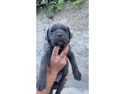 Sağlıklı cane corso yavrular