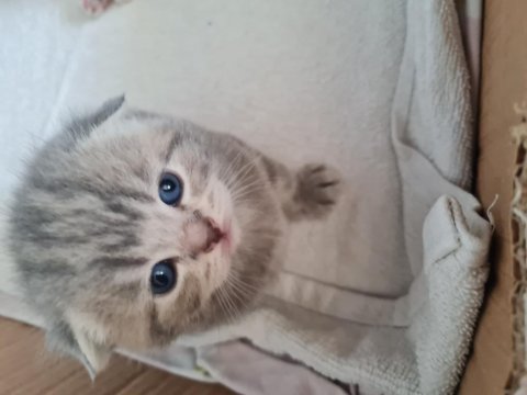 Scottish fold kedimiz