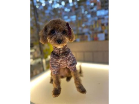 9 aylık toy poodle 1,5 kg orjinal toy