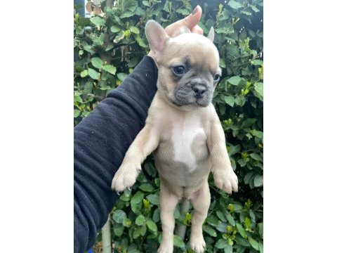 French buldog dişi