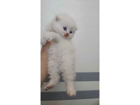 British shorthair