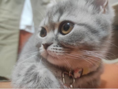 Çok tatlı ayı surat british shorthair kediler