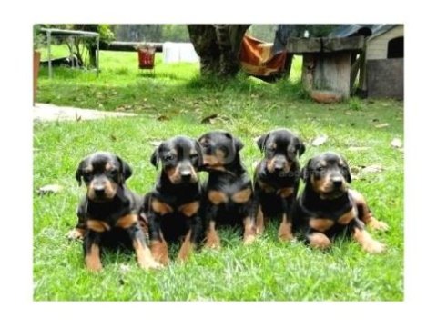 King doberman