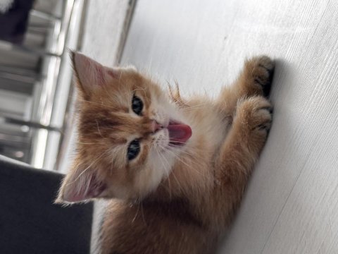 2 aylık british shorthair yavrumuz yeni yuvasını arıyor