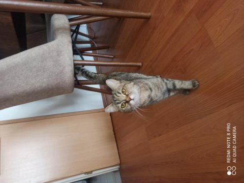 Ücretsiz cins kedi sahiplendirme