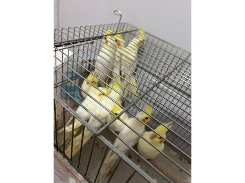 Yeni yeme düşen sultan papağanı bebekleri
