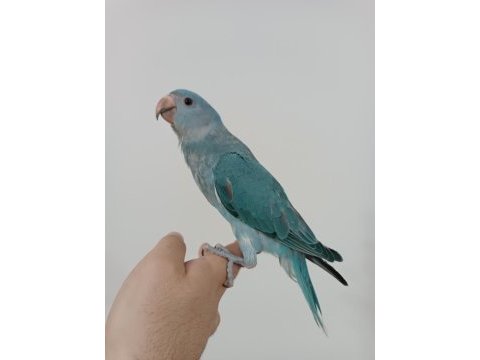 Çok cana yakın el besleme mutasyon bebek pakistan