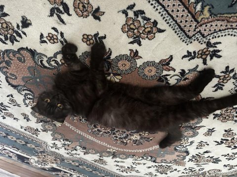 Scottish fold dişi 10 aylık