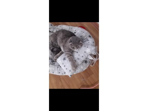 Kısır erkek scottish fold