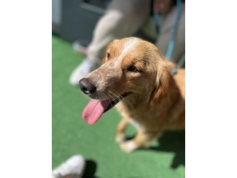 Dünya tatlısı bir melez köpeği sahiplenme