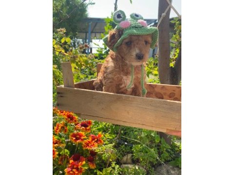 Saf kan aşılı bebek gibi poodle yavrular uygun