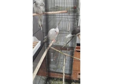 Albino sultan papağanı erkek yavru