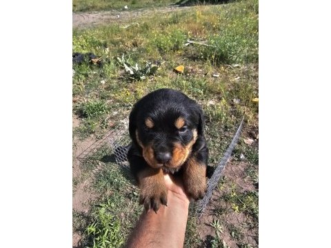Üst sekmen rottweiler dişi erkek yavrular