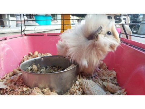 Oyuncu ginepig